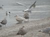 Iceland Gull at Hole Haven Creek (Steve Arlow) (63621 bytes)